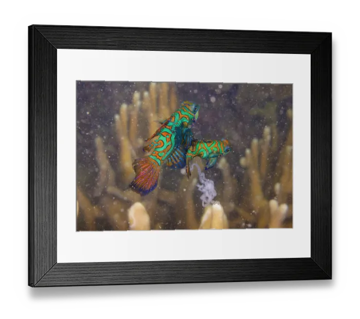 Framed Print : Mandarinfish (Synchiropus splendidus) pair mating with released eggs and sperm visible, Yap, Federated States of Micronesia, Pacific Ocean Framed Print : Mandarinfish (Synchiropus splendidus) pair mating with released eggs and sperm visible, Yap, Federated States of Micronesia, Pacific Ocean