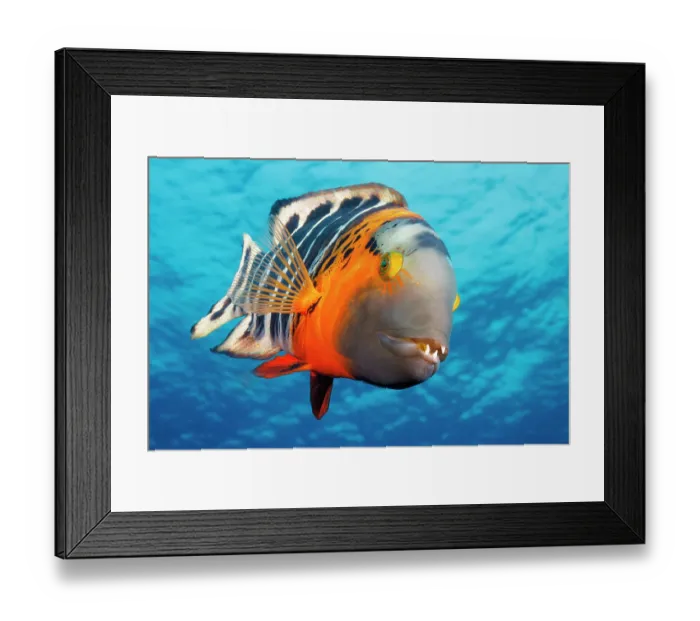 Framed Print : Red-breasted wrasse (Cheilinus fasciatus) with a missing tooth and algae growing on its lower jaw, portrait, Guam, Federated States of Micronesia, Pacific Ocean