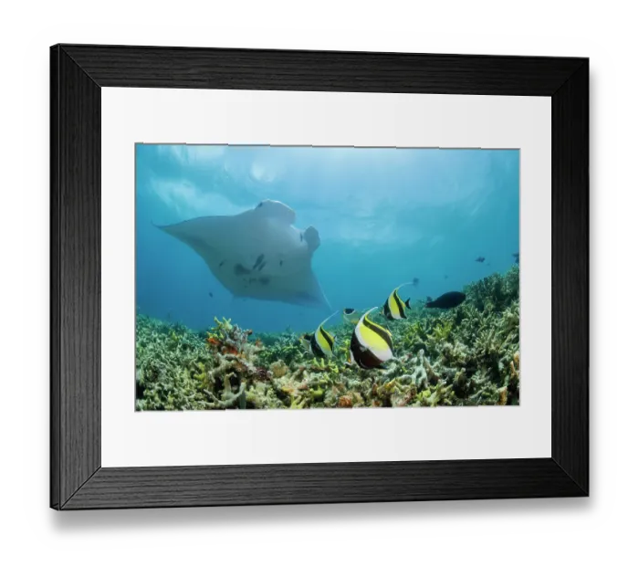 Framed Print : Moorish idol (Zanclus cornutus) swimming over hard coral with Reef manta ray (Mobula alfredi) above, Yap, Federated States of Micronesia, Pacific Ocean Framed Print : Moorish idol (Zanclus cornutus) swimming over hard coral with Reef manta ray (Mobula alfredi) above, Yap, Federated States of Micronesia, Pacific Ocean