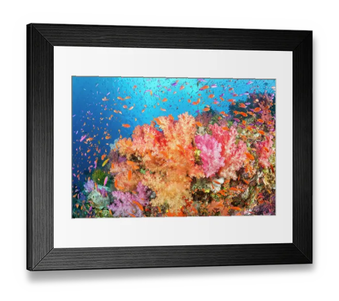 Framed Print : Alconarian coral with schooling Anthias on coral reef, Fiji, Pacific Ocean