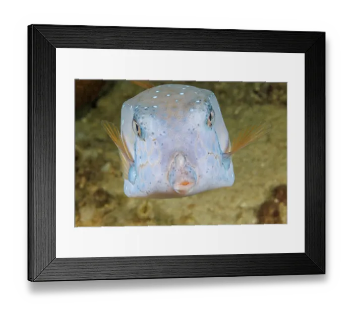 Framed Print : Yellow boxfish (Ostracion cubicus) portrait, Guam, Federated States of Micronesia, Pacific Ocean Framed Print : Yellow boxfish (Ostracion cubicus) portrait, Guam, Federated States of Micronesia, Pacific Ocean