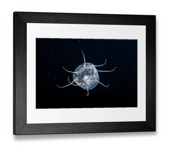 Framed Print : Crown jellyfish (Nausithoe picta) in open ocean at night, Guam, Federated States of Micronesia, Pacific Ocean