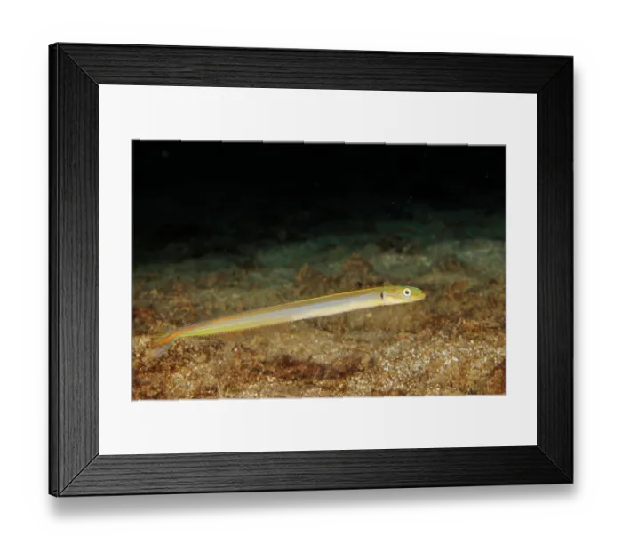 Framed Print : Onespot wormfish (Gunnellichthys monostigma) portrait, Guam, Federated States of Micronesia Framed Print : Onespot wormfish (Gunnellichthys monostigma) portrait, Guam, Federated States of Micronesia
