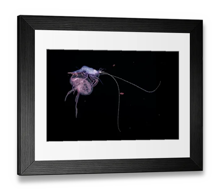 Framed Print : Larval stage shrimp hitching a ride on a luminescent Mauve stinger jellyfish (Pelagia noctiluca) one mile into open ocean at night with the bottom 2000+ feet below, Yap Framed Print : Larval stage shrimp hitching a ride on a luminescent Mauve stinger jellyfish (Pelagia noctiluca) one mile into open ocean at night with the bottom 2000+ feet below, Yap