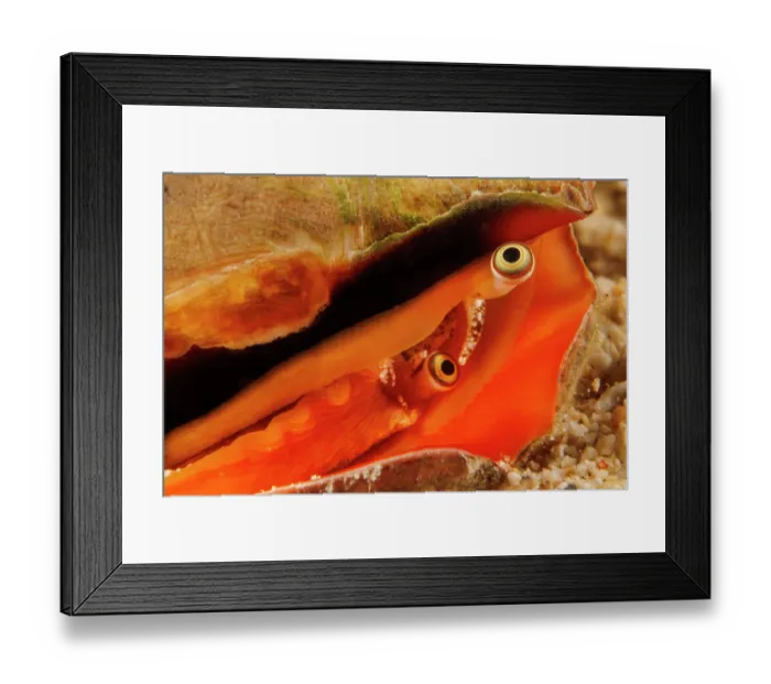 Framed Print : Strawberry conch (Conomurex luhuanus) portrait, Guam, Federated States of Micronesia, Pacific Ocean Framed Print : Strawberry conch (Conomurex luhuanus) portrait, Guam, Federated States of Micronesia, Pacific Ocean