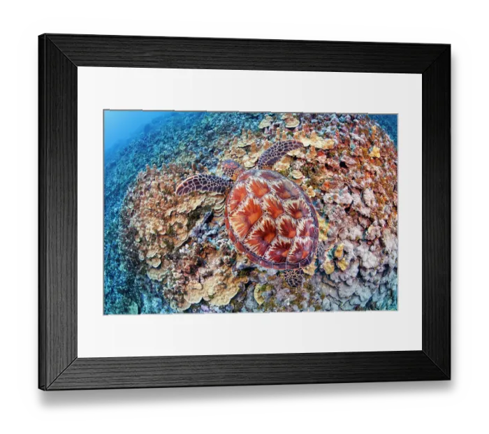 Framed Print : Green sea turtle (Chelonia mydas) swimming over the reef off Gun Beach, Guam, Federated States of Micronesia, Pacific Ocean. Endangered Framed Print : Green sea turtle (Chelonia mydas) swimming over the reef off Gun Beach, Guam, Federated States of Micronesia, Pacific Ocean. Endangered