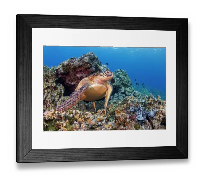 Framed Print : Green sea turtle (Chelonia mydas) swimming over the reef off Gun Beach, Guam, Federated States of Micronesia, Pacific Ocean. Endangered Framed Print : Green sea turtle (Chelonia mydas) swimming over the reef off Gun Beach, Guam, Federated States of Micronesia, Pacific Ocean. Endangered