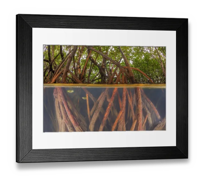 Framed Print : Split level view of Banded archerfish (Toxotes jaculatrix) hiding among mangroves, Yap, Federated States of Micronesia Framed Print : Split level view of Banded archerfish (Toxotes jaculatrix) hiding among mangroves, Yap, Federated States of Micronesia