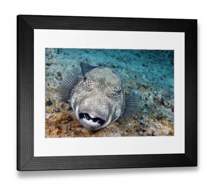 Framed Print : Starry puffer (Arothron stellatus) portrait, Guam, Federated States of Micronesia, Pacific Ocean Framed Print : Starry puffer (Arothron stellatus) portrait, Guam, Federated States of Micronesia, Pacific Ocean