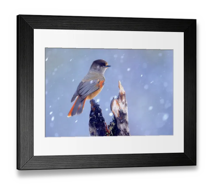 Framed Print : RF - Siberian jay (Perisoreus infaustus) perched on a tree trunk in snow, Khumo, Finland. February. (This image may be licensed either as rights managed or royalty free.) Framed Print : RF - Siberian jay (Perisoreus infaustus) perched on a tree trunk in snow, Khumo, Finland. February. (This image may be licensed either as rights managed or royalty free.)
