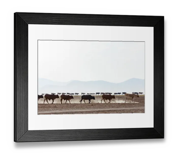 Framed Print : Masai cattle herd walking on the pan towards the village at the end of the afternoon, Amboseli National Park, Kenya. September, 2023 Framed Print : Masai cattle herd walking on the pan towards the village at the end of the afternoon, Amboseli National Park, Kenya. September, 2023