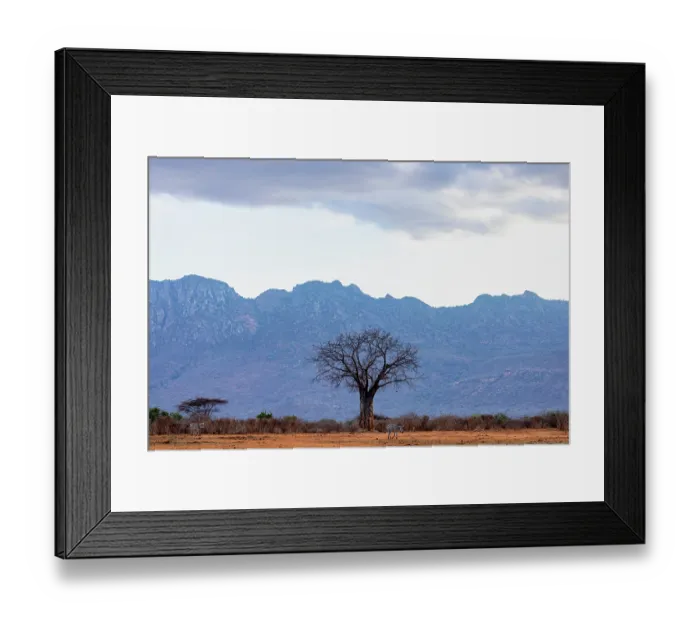 Framed Print : Two Grant's zebras (Equus quagga boehmi) walking over dusty ground with mountains behind, Tsavo West National Park, Kenya Framed Print : Two Grant's zebras (Equus quagga boehmi) walking over dusty ground with mountains behind, Tsavo West National Park, Kenya