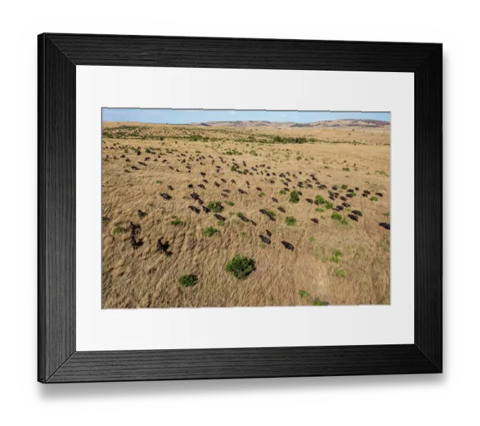 Framed Print : Aerial view of African buffalo (Syncerus caffer) herd on the plains, Masai-Mara game reserve, Kenya Framed Print : Aerial view of African buffalo (Syncerus caffer) herd on the plains, Masai-Mara game reserve, Kenya