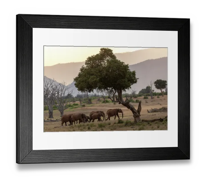 Framed Print : Elephants (Loxodonta africana) family herd walking across savanna at dusk, Tsavo East National Park, Kenya. Endangered Framed Print : Elephants (Loxodonta africana) family herd walking across savanna at dusk, Tsavo East National Park, Kenya. Endangered