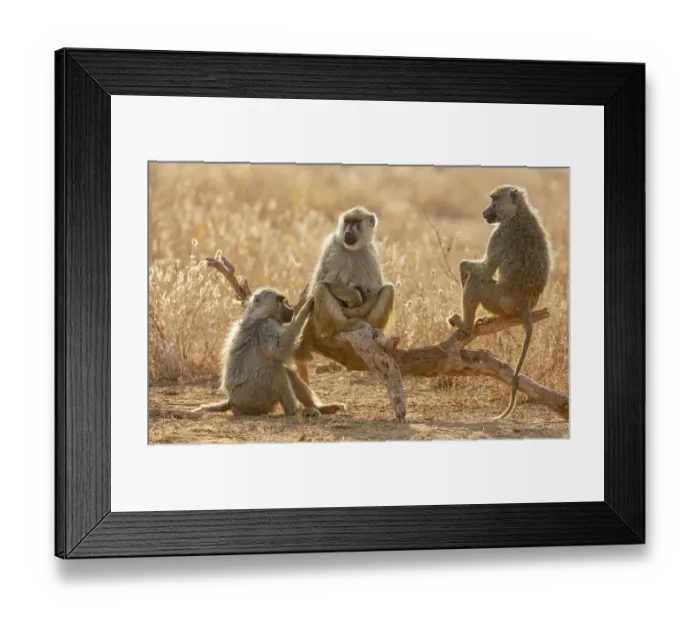 Framed Print : Three Yellow baboon (Papio cynocephalus) females, one holding an infant, sitting on a log allogrooming, Amboseli National Park, Kenya Framed Print : Three Yellow baboon (Papio cynocephalus) females, one holding an infant, sitting on a log allogrooming, Amboseli National Park, Kenya