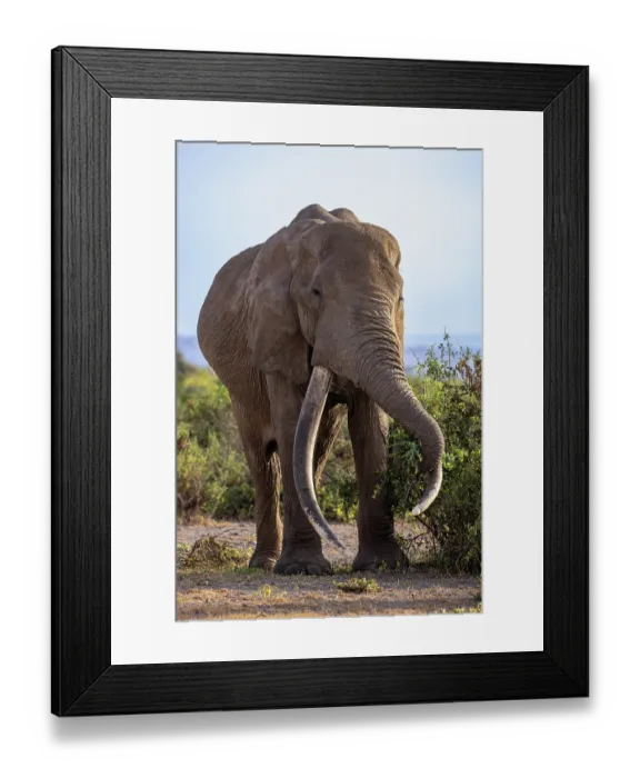 Framed Print : Elephant (Loxodonta africana) bull, feeding on vegetation, Amboseli National Park, Kenya. Endangered Framed Print : Elephant (Loxodonta africana) bull, feeding on vegetation, Amboseli National Park, Kenya. Endangered
