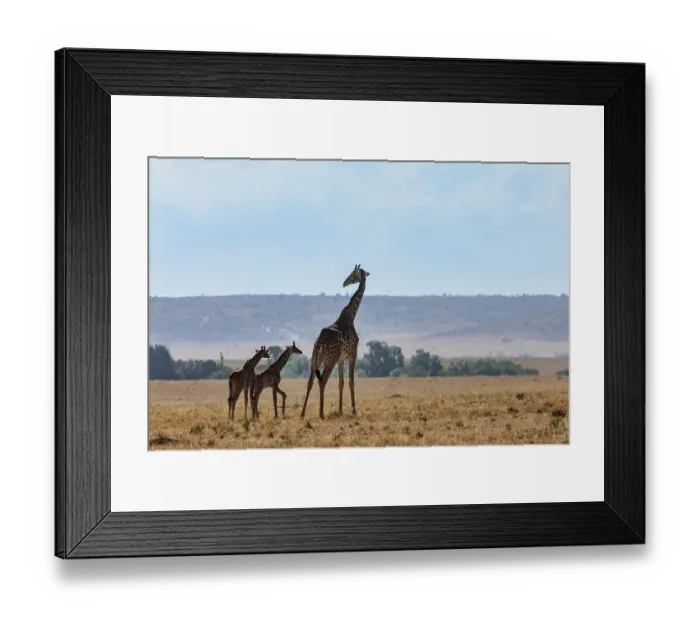 Framed Print : Masai giraffe (Giraffa tippelskirchi) female with two calves standing in the savanna, Masai Mara National Reserve, Kenya. Endangered Framed Print : Masai giraffe (Giraffa tippelskirchi) female with two calves standing in the savanna, Masai Mara National Reserve, Kenya. Endangered