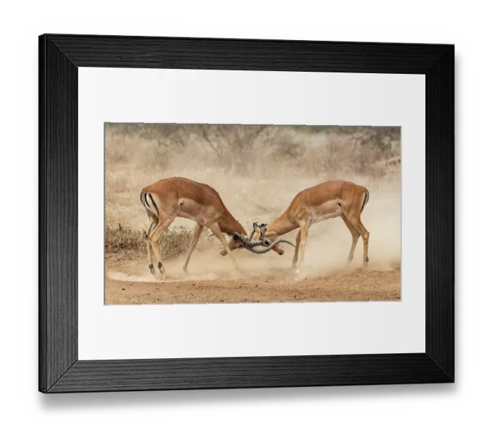 Framed Print : RF - Two Impala (Aepyceros melampus) males fighting, Amboseli National Park, Kenya. (This image may be licensed either as rights managed or royalty free.) Framed Print : RF - Two Impala (Aepyceros melampus) males fighting, Amboseli National Park, Kenya. (This image may be licensed either as rights managed or royalty free.)