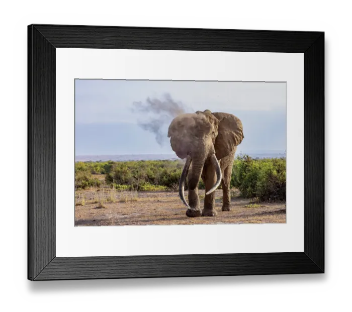 Framed Print : RF - Elephant (Loxodonta africana) bull, dust bathing, Amboseli National Park, Kenya. Endangered. (This image may be licensed either as rights managed or royalty free.) Framed Print : RF - Elephant (Loxodonta africana) bull, dust bathing, Amboseli National Park, Kenya. Endangered. (This image may be licensed either as rights managed or royalty free.)