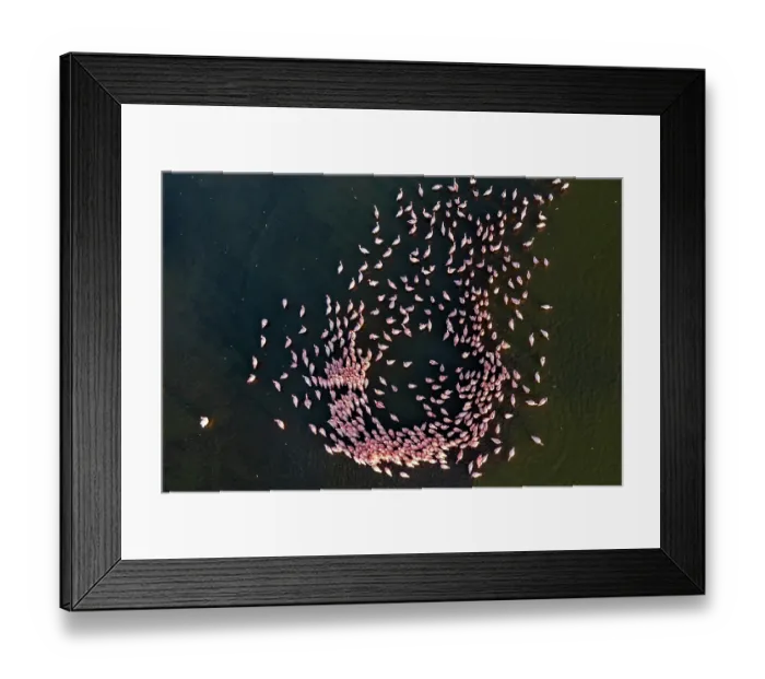 Framed Print : RF - Aerial view of group of Lesser flamingo (Phoeniconaias minor) males in courstship display at dawn, Lake Magadi, Kenya Framed Print : RF - Aerial view of group of Lesser flamingo (Phoeniconaias minor) males in courstship display at dawn, Lake Magadi, Kenya