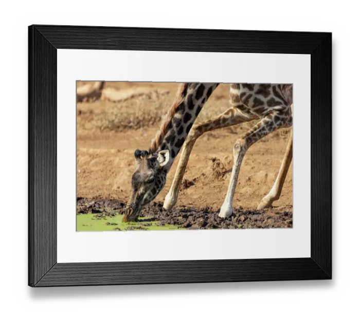 Framed Print : Masai giraffe (Giraffa tippelskirchi) drinking at a waterhole, Amboseli National Park, Kenya. Endangered Framed Print : Masai giraffe (Giraffa tippelskirchi) drinking at a waterhole, Amboseli National Park, Kenya. Endangered