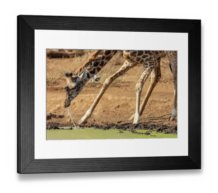 Framed Print : Masai giraffe (Giraffa tippelskirchi) drinking at waterhole with two Red-billed oxpeckers (Buphagus erythrorhynchus) flying around, Amboseli National Park, Kenya. Endangered Framed Print : Masai giraffe (Giraffa tippelskirchi) drinking at waterhole with two Red-billed oxpeckers (Buphagus erythrorhynchus) flying around, Amboseli National Park, Kenya. Endangered