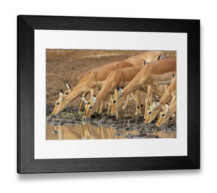 Framed Print : Group of Impala (Aepyceros melampus) females, drinking at a waterhole, Amboseli National Park, Kenya Framed Print : Group of Impala (Aepyceros melampus) females, drinking at a waterhole, Amboseli National Park, Kenya