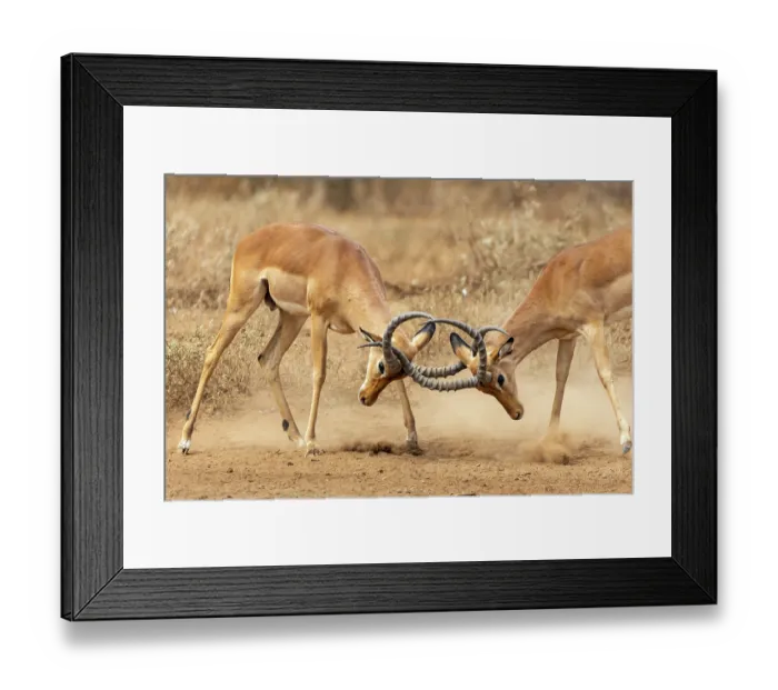 Framed Print : Two Impala (Aepyceros melampus) males fighting, Amboseli National Park, Kenya Framed Print : Two Impala (Aepyceros melampus) males fighting, Amboseli National Park, Kenya