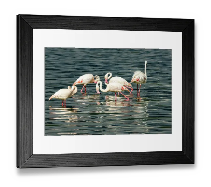 Framed Print : Group of Greater flamingos (Phoenicopterus roseus) feeding in lake, Lake Elementeita, Kenya Framed Print : Group of Greater flamingos (Phoenicopterus roseus) feeding in lake, Lake Elementeita, Kenya
