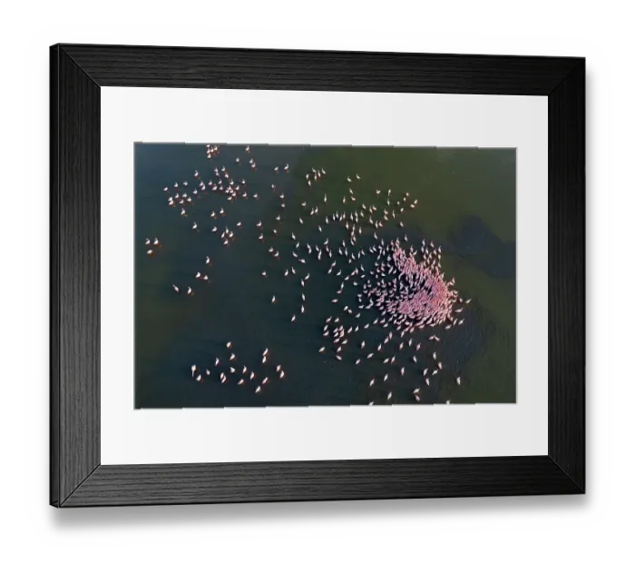 Framed Print : Aerial view of group of Lesser flamingo (Phoeniconaias minor) males in courstship display at dawn, Lake Magadi, Kenya Framed Print : Aerial view of group of Lesser flamingo (Phoeniconaias minor) males in courstship display at dawn, Lake Magadi, Kenya