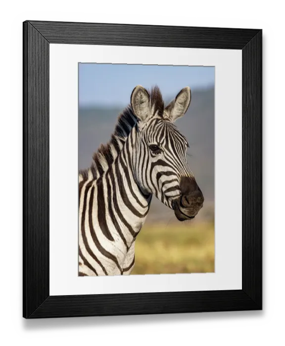 Framed Print : Grant's zebra (Equus quagga boehmi) head portrait, Masai-Mara game reserve, Kenya Framed Print : Grant's zebra (Equus quagga boehmi) head portrait, Masai-Mara game reserve, Kenya