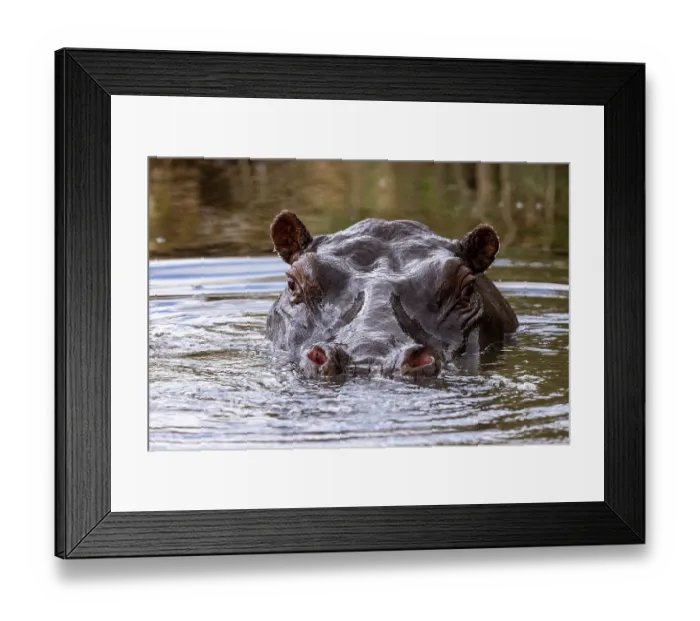 Framed Print : Hippopotamus (Hippopotamus amphibius) submerged in water, Masai-Mara game reserve, Kenya Framed Print : Hippopotamus (Hippopotamus amphibius) submerged in water, Masai-Mara game reserve, Kenya