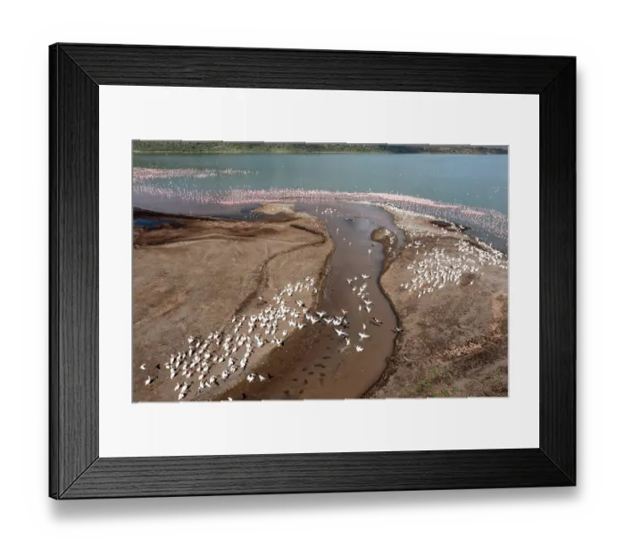 Framed Print : Aerial view of Lesser flamingos (Phoeniconaias minor) and Great white pelicans (Pelecanus onocrotalus) on Lake Elementeita, Soysambu conservancy, Kenya Framed Print : Aerial view of Lesser flamingos (Phoeniconaias minor) and Great white pelicans (Pelecanus onocrotalus) on Lake Elementeita, Soysambu conservancy, Kenya