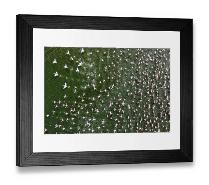 Framed Print : Aerial view of Lesser flamingos (Phoeniconaias minor) flock taking flight from Lake Elementeita, Soysambu conservancy, Kenya Framed Print : Aerial view of Lesser flamingos (Phoeniconaias minor) flock taking flight from Lake Elementeita, Soysambu conservancy, Kenya