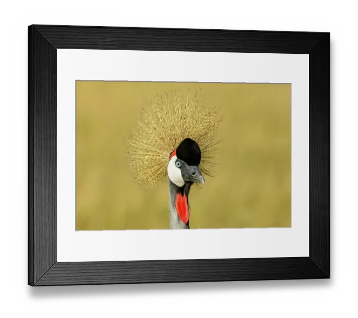 Framed Print : Crowned crane (Balearica regulorum gibbericeps) head portrait, Masai-Mara game reserve, Kenya Framed Print : Crowned crane (Balearica regulorum gibbericeps) head portrait, Masai-Mara game reserve, Kenya