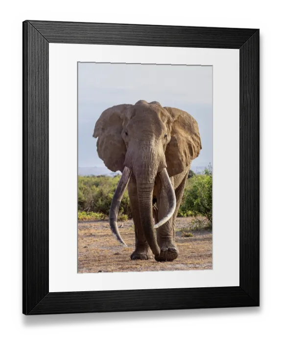 Framed Print : RF - Elephant (Loxodonta africana) bull, portrait, Amboseli National Park, Kenya. Endangered. (This image may be licensed either as rights managed or royalty free.) Framed Print : RF - Elephant (Loxodonta africana) bull, portrait, Amboseli National Park, Kenya. Endangered. (This image may be licensed either as rights managed or royalty free.)