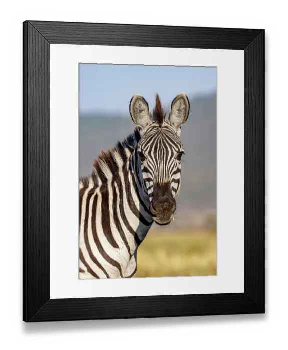 Framed Print : RF - Grant's zebra (Equus quagga boehmi) head portrait, Masai-Mara Game Reserve, Kenya. (This image may be licensed either as rights managed or royalty free.) Framed Print : RF - Grant's zebra (Equus quagga boehmi) head portrait, Masai-Mara Game Reserve, Kenya. (This image may be licensed either as rights managed or royalty free.)