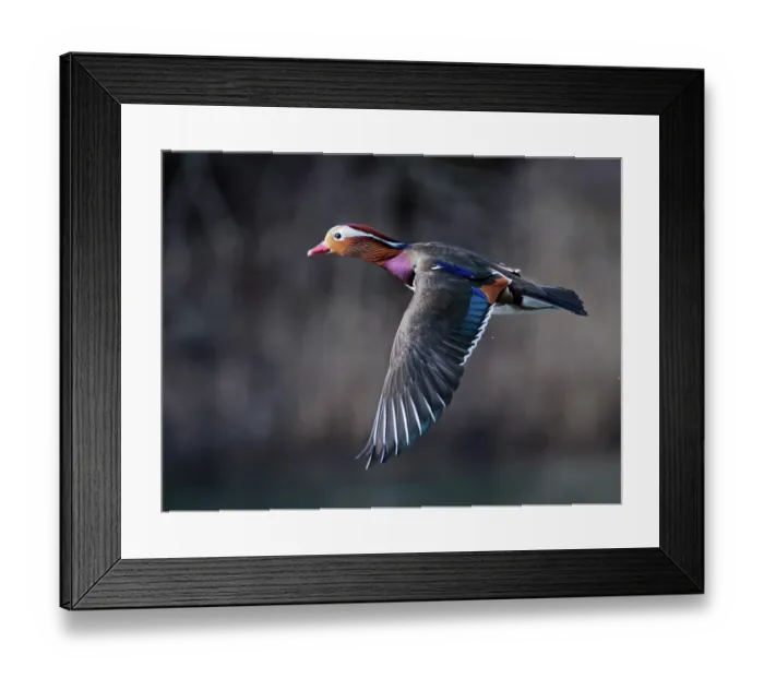Framed Print : RF - Mandarin duck (Aix galericulata) drake in flight, Forest of Dean, Gloucestershire, England, UK. February Framed Print : RF - Mandarin duck (Aix galericulata) drake in flight, Forest of Dean, Gloucestershire, England, UK. February