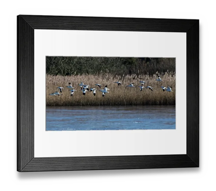 Framed Print : Avocets (Recurvirostra avosetta) flock in flight past a reed bed on flooded marshland at high tide, RSPB Bowling Green Marsh, Exe Estuary, Topsham, Devon, England, UK. January