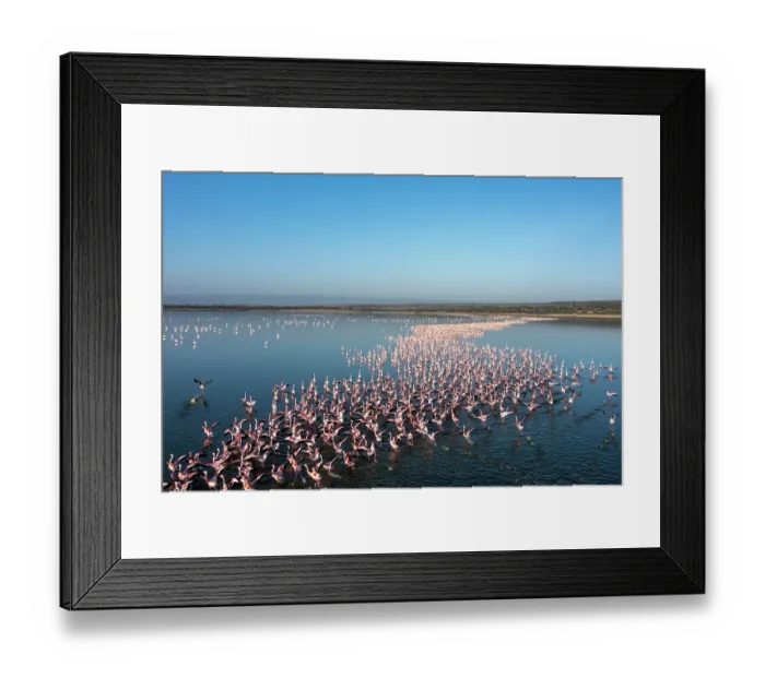 Framed Print : RF - Aerial view of Lesser flamingos (Phoeniconaias minor) flock taking flight from Lake Elementeita, Soysambu conservancy, Kenya Framed Print : RF - Aerial view of Lesser flamingos (Phoeniconaias minor) flock taking flight from Lake Elementeita, Soysambu conservancy, Kenya