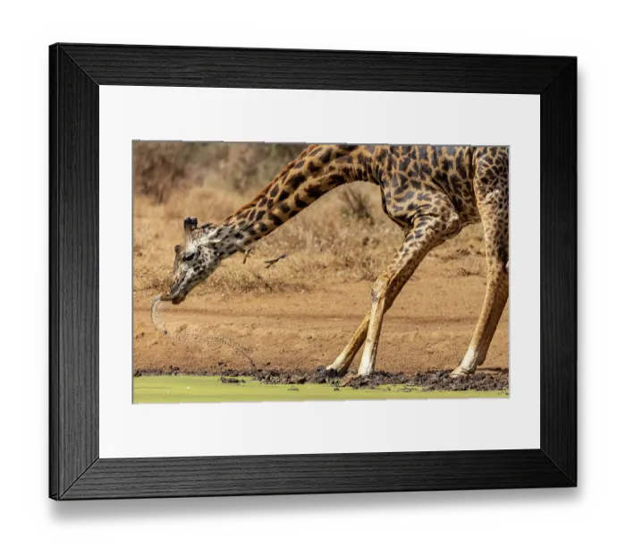 Framed Print : RF - Masai giraffe (Giraffa tippelskirchi) drinking at a pond with two Red-billed oxpeckers (Buphagus erythrorhynchus) in flight, Amboseli National Park, Kenya. Endangered Framed Print : RF - Masai giraffe (Giraffa tippelskirchi) drinking at a pond with two Red-billed oxpeckers (Buphagus erythrorhynchus) in flight, Amboseli National Park, Kenya. Endangered