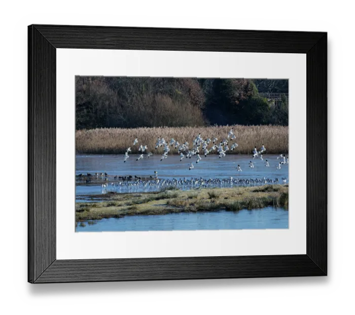 Framed Print : Avocets (Recurvirostra avosetta) flock landing at roosting site on frozen, flooded marshland at high tide, RSPB Bowling Green Marsh, Exe Estuary, Topsham, Devon, England, UK Framed Print : Avocets (Recurvirostra avosetta) flock landing at roosting site on frozen, flooded marshland at high tide, RSPB Bowling Green Marsh, Exe Estuary, Topsham, Devon, England, UK