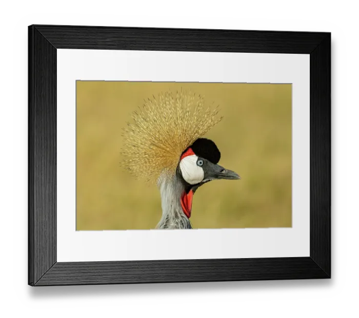 Framed Print : RF - Crowned crane (Balearica regulorum gibbericeps) head portrait, Masai-Mara Game Reserve, Kenya. (This image may be licensed either as rights managed or royalty free.) Framed Print : RF - Crowned crane (Balearica regulorum gibbericeps) head portrait, Masai-Mara Game Reserve, Kenya. (This image may be licensed either as rights managed or royalty free.)