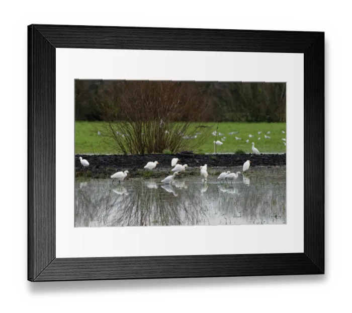 Framed Print : Cattle egrets (Bubulcus ibis) and Little egrets (Egretta garzetta) flock foraging on flooded pastureland, Somerset Levels, England, UK. January Framed Print : Cattle egrets (Bubulcus ibis) and Little egrets (Egretta garzetta) flock foraging on flooded pastureland, Somerset Levels, England, UK. January