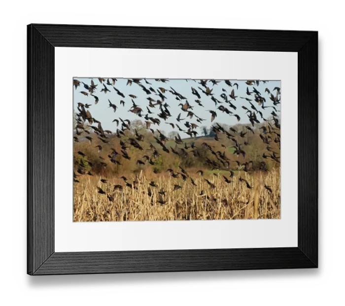 Framed Print : RF - Starling (Sturnus vulgaris) flock landing at a pre-roost in a maize field at dusk, near Westhay, Somerset, England, UK. January Framed Print : RF - Starling (Sturnus vulgaris) flock landing at a pre-roost in a maize field at dusk, near Westhay, Somerset, England, UK. January