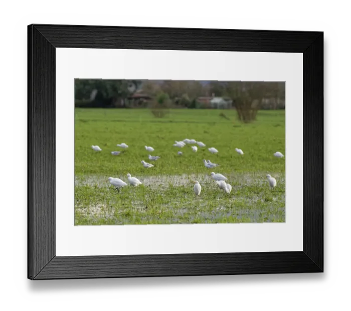 Framed Print : Cattle egrets (Bubulcus ibis) and Black-headed gulls (Chroicocephalus ridibundus) flock foraging on flooded pastureland, near Meare, Somerset Levels, England, UK. January Framed Print : Cattle egrets (Bubulcus ibis) and Black-headed gulls (Chroicocephalus ridibundus) flock foraging on flooded pastureland, near Meare, Somerset Levels, England, UK. January