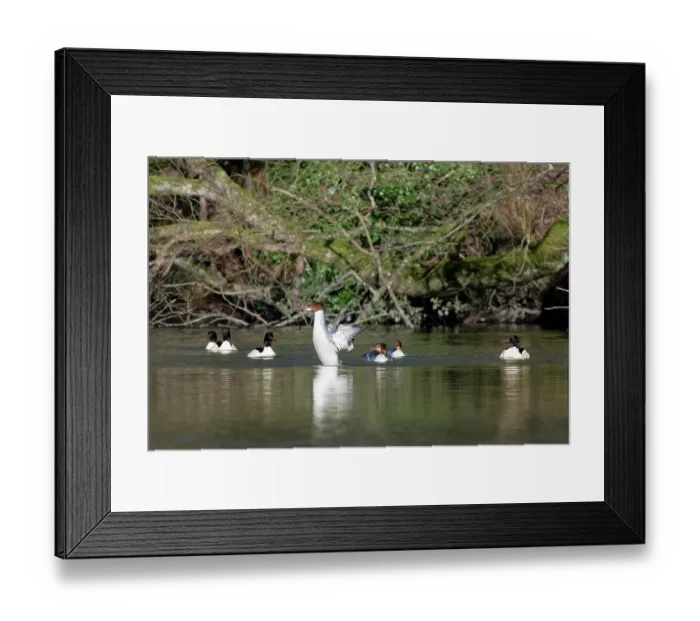 Framed Print : Goosander (Mergus merganser) female, on water wing-flapping within a courting group of four drakes, Forest of Dean, Gloucestershire, England, UK. February