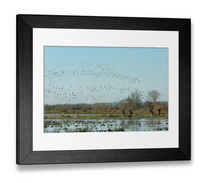 Framed Print : Golden plovers (Pluvialis apricaria) and Dunlins (Calidris alpina) flock in flight over many ducks of several species swimming and resting on flooded pastureland Framed Print : Golden plovers (Pluvialis apricaria) and Dunlins (Calidris alpina) flock in flight over many ducks of several species swimming and resting on flooded pastureland