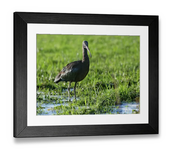 Framed Print : Glossy ibis (Plegadis falcinellus) foraging on partly frozen, flooded pastureland, Somerset Levels, England, UK. January Framed Print : Glossy ibis (Plegadis falcinellus) foraging on partly frozen, flooded pastureland, Somerset Levels, England, UK. January