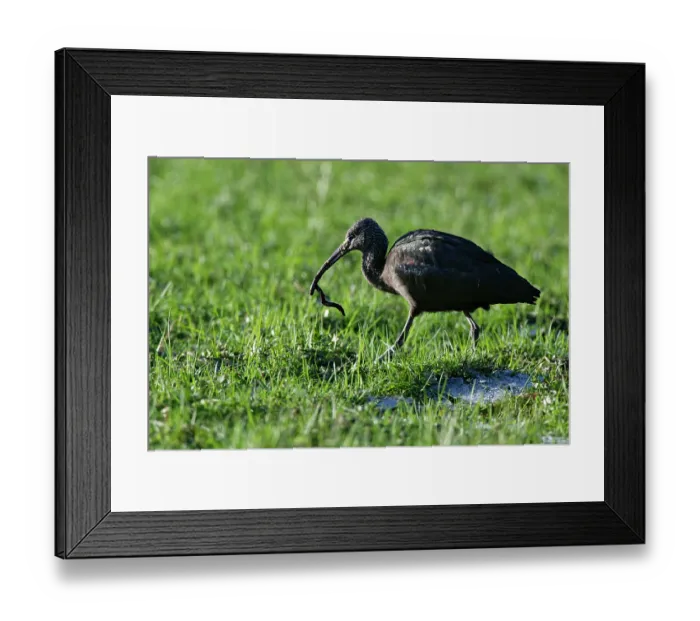 Framed Print : Glossy ibis (Plegadis falcinellus) with Earthworm (Lumbricus terrestris) prey in its beak, on partly frozen pastureland, Somerset Levels, England, UK. January Framed Print : Glossy ibis (Plegadis falcinellus) with Earthworm (Lumbricus terrestris) prey in its beak, on partly frozen pastureland, Somerset Levels, England, UK. January
